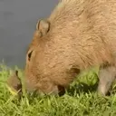 Capivara _ Carpincho 23