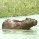 Capivara _ Carpincho 1