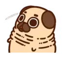 Pug Dog mov 11