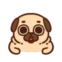 Pug Dog mov 21