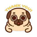 Pug Dog mov 24