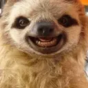 animales 26