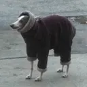 animales 5