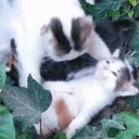 animales 2