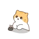 Gatito lindo mov 2