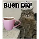 Gatitos 🐱✨🐾 5
