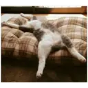 Gatitos 🐱✨🐾 4