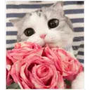 Gatitos 🐱✨🐾 6