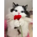 Gatitos 🐱✨🐾 24