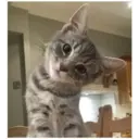 Gatitos 🐱✨🐾 12