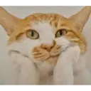 Gatitos 🐱✨🐾 11