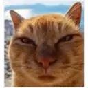 Gatitos 🐱✨🐾 9