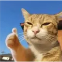Gatitos 🐱✨🐾 14