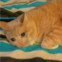 Gatitos 🐱✨🐾 10