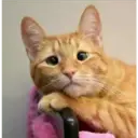 Gatitos 🐱✨🐾 2