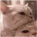 Gatitos 🐱✨🐾 23