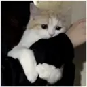 Gatitos 🐱✨🐾 1