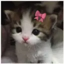 Gatitos 🐱✨🐾 30
