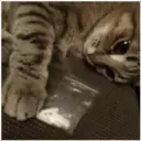 Gatitos 🐱✨🐾 27