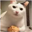 Gatitos 🐱✨🐾 22