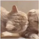 Gatitos 🐱✨🐾 18