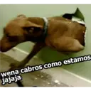 wena cabroS como estamos
jajaja