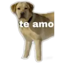 te amo