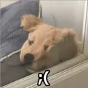 MEMES DE PERROS 1