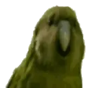 Peepo the Frog 26