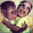 funnymonkeysite.com