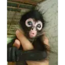Changos 30