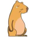 Capybara Valera 10