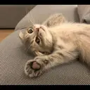 kibe de gatito 11