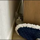 kibe de gatito 25