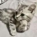 kibe de gatito 8