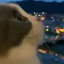 kibe de gatito 2
