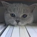 kibe de gatito 24