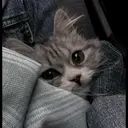 kibe de gatito 23