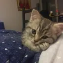 kibe de gatito 13