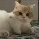 kibe de gatito 1