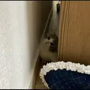 kibe de gatito 18