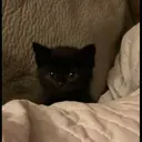 kibe de gatito 27