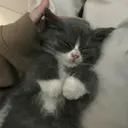 kibe de gatito 21