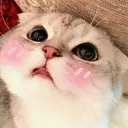 kibe de gatito 7