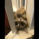 kibe de gatito 14