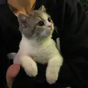 kibe de gatito 28