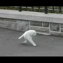 kibe de gatito 15