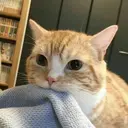 kibe de gatito 26