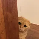 kibe de gatito 17