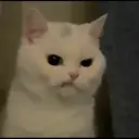 kibe de gatito 19